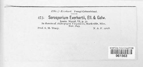 Anthracocystis everhartii image